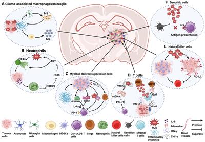 ROS regulation in gliomas: implications for treatment strategies